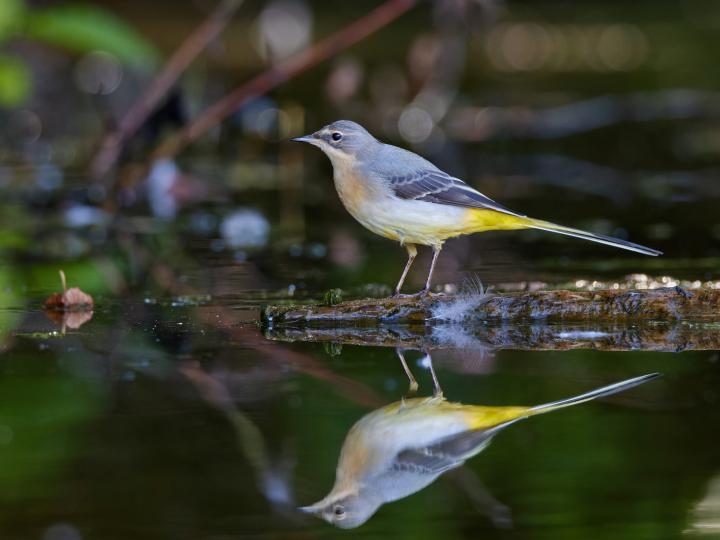 Konipas horský (Motacilla cinerea)