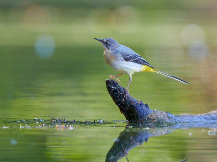 Konipas horský (Motacilla cinerea)