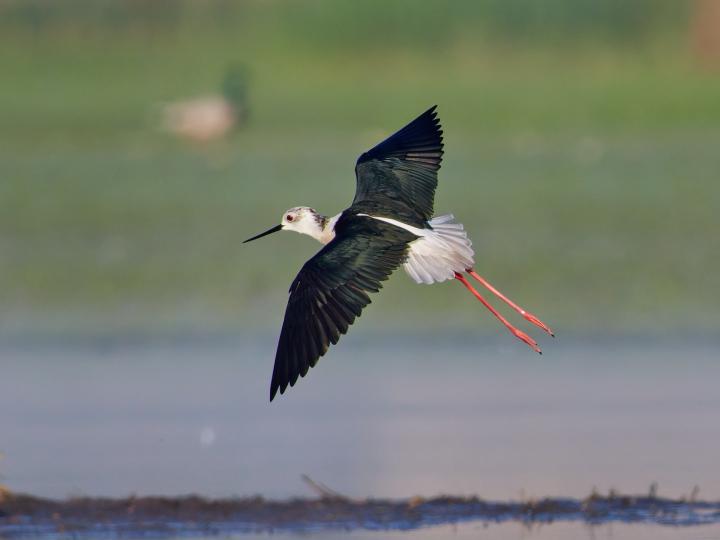 Pisila čáponohá (Himantopus himantopus)