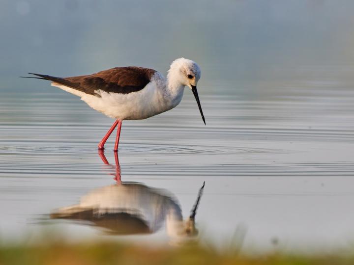 Pisila čáponohá (Himantopus himantopus)
