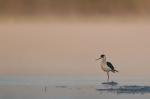 Pisila čáponohá (Himantopus himantopus)