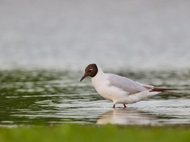 Racek chechtavý (Larus ridibundus)