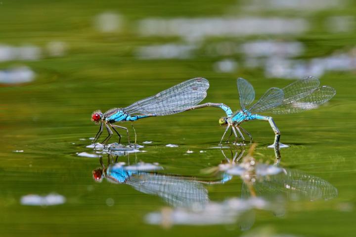 Šídélko znamenané (Erythromma viridulum)