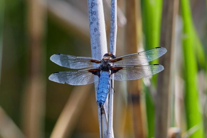 Vážka ploská (Libellula depressa)