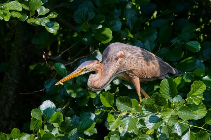 Volavka červená (Ardea purpurea)