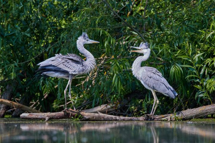 Volavka popelavá (Ardea cinerea)