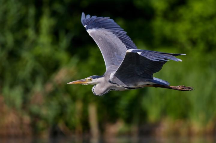 Volavka popelavá (Ardea cinerea)