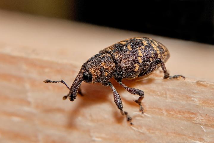 Klikoroh borový (Hylobitus abietis)