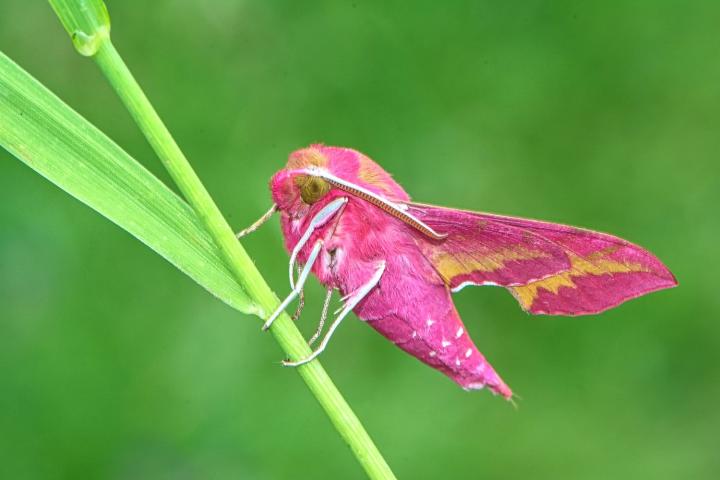 Lišaj kyprejový (Deilephila porcellus)
