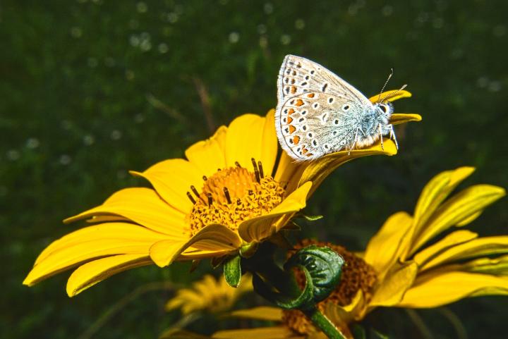 Modrásek jetelový (Polyommatus bellargus)