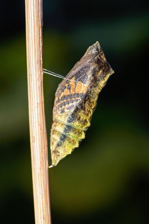 Otakárek fenyklový (Papilio machaon)