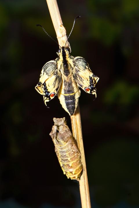 Otakárek fenyklový (Papilio machaon)