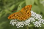 Perleťovec stříbropásek (Argynnis paphia)