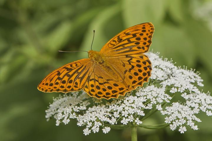 Perleťovec stříbropásek (Argynnis paphia)