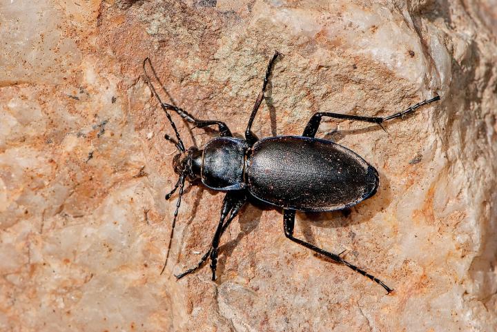 Střevlík fialový (Carabus violaceus)