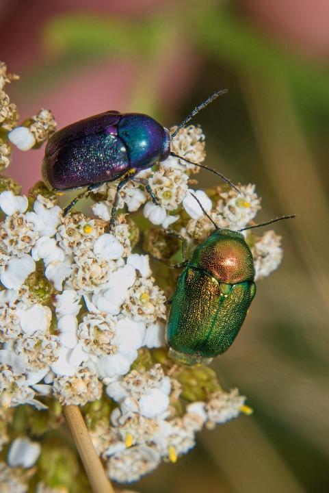 Krytohlav hedvábitý (Cryptocephalus sericeus)