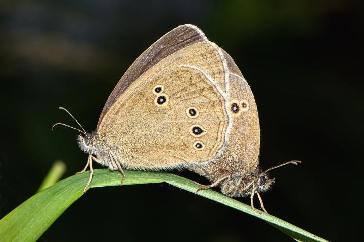 Okáč prosíčkový (Aphantopus hyperantus)