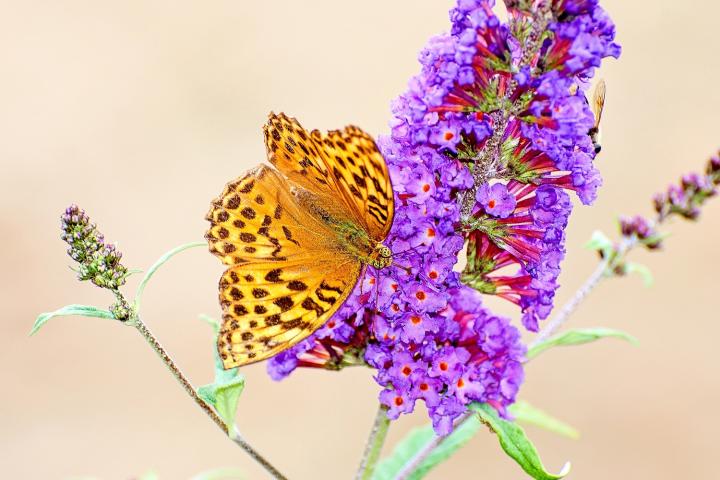 Perleťovec stříbropásek (Argynnis paphia)
