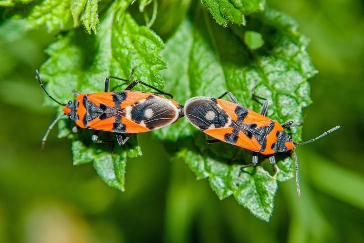 Ploštička pestrá (Lygaeus equestris)