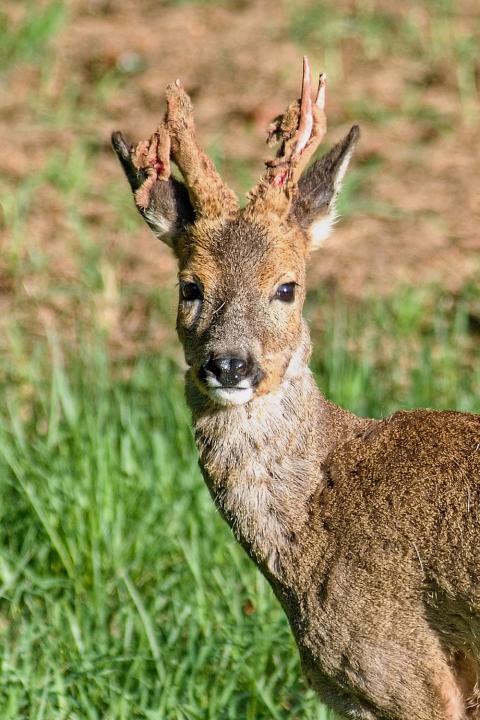  Srnec obecný ( Capreolus capreolus )