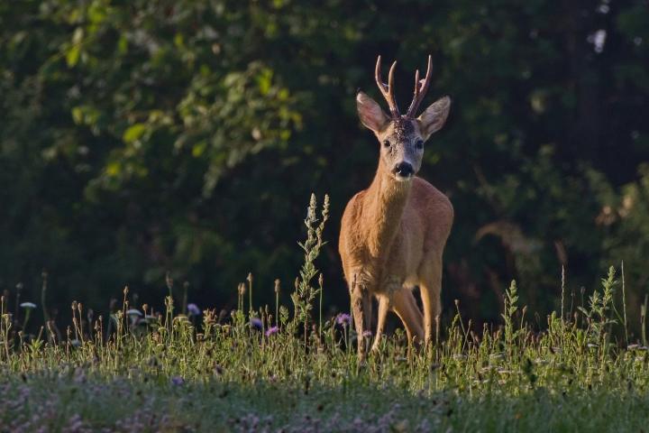  Srnec obecný ( Capreolus capreolus )