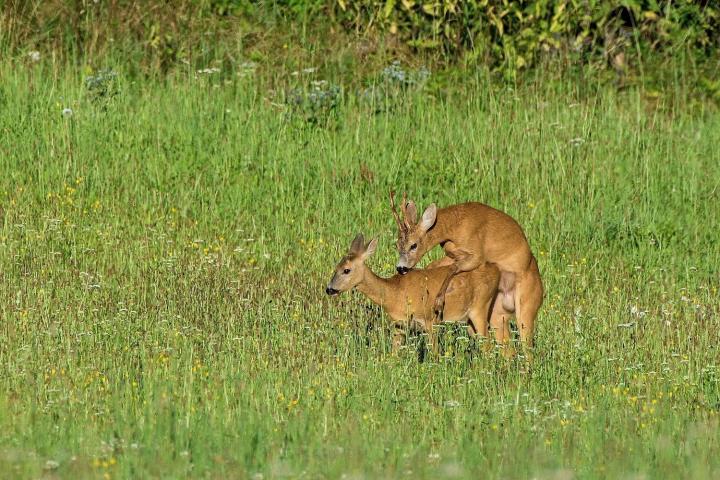  Srnec obecný ( Capreolus capreolus )