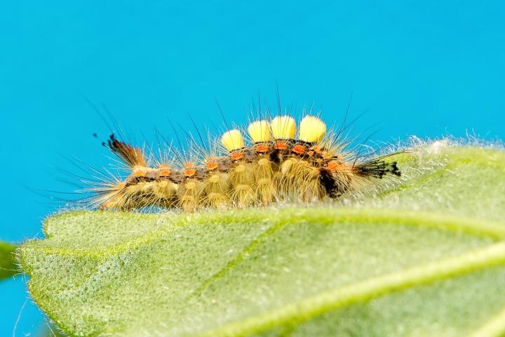 Štětconoš trnkový (Orgyia antiqua)