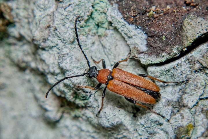 Tesřík obecný (Stictoleptura rubra)