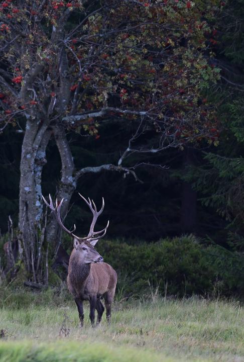 Jelen lesní (Cervus elaphus)