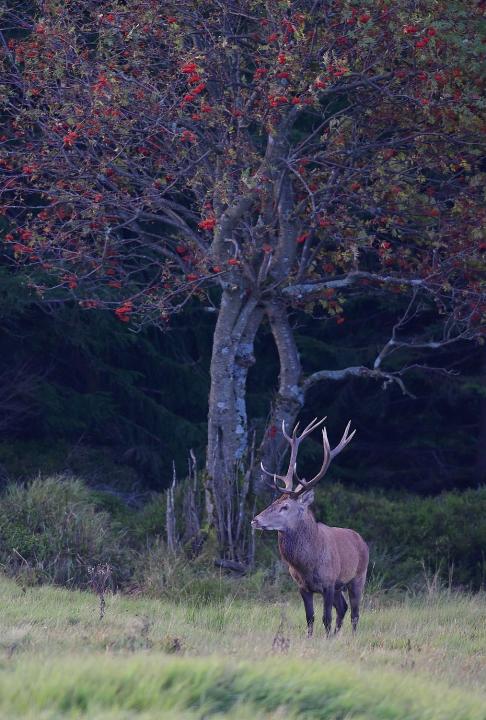 Jelen lesní (Cervus elaphus)