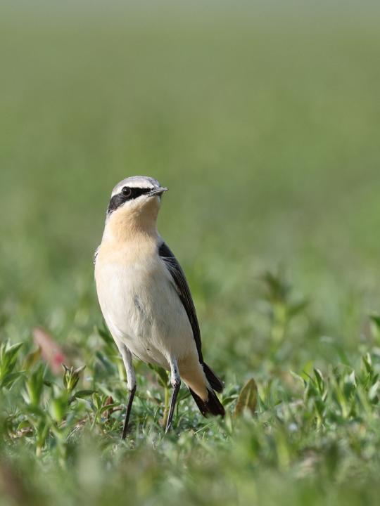 Bělořit šedý (Oenanthe oenanthe)