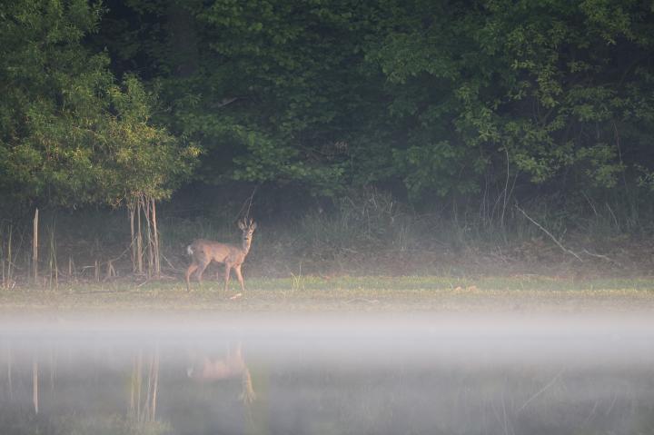  Srnec obecný ( Capreolus capreolus )