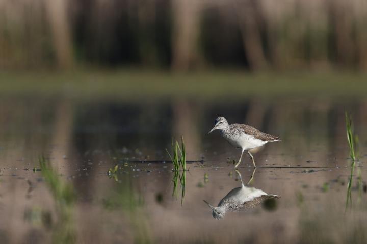 Vodouš bahenní (Tringa glareola)