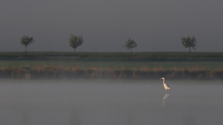 Volavka bílá (Egretta alba)
