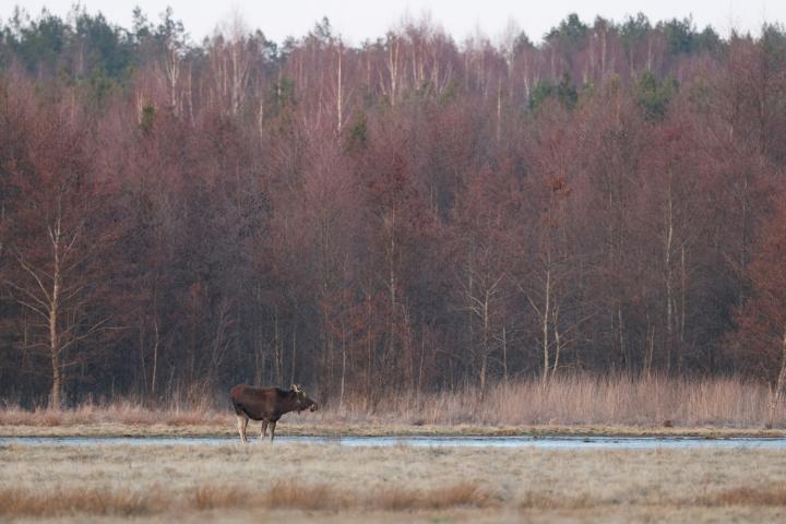 Los evropský (Alces alces)