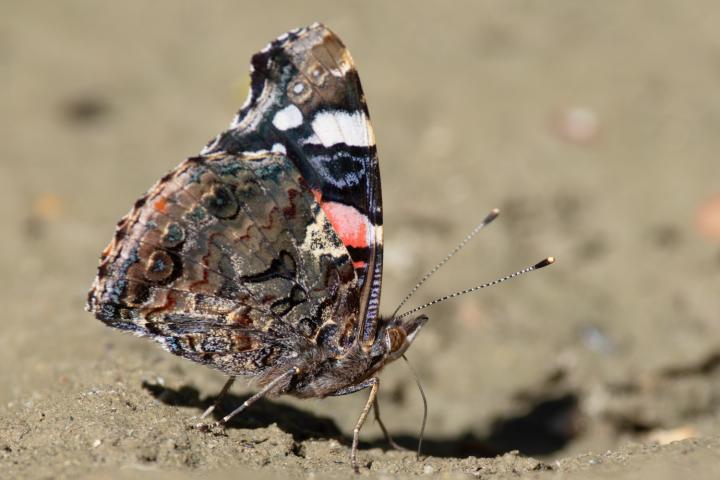 Babočka admirál (Vanessa atalanta)