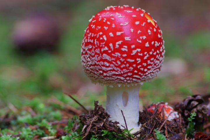 Muchomůrka červená (Amanita muscaria)