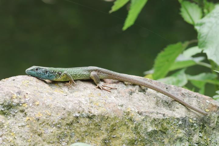 Ještěrka zelená (Lacerta viridis)