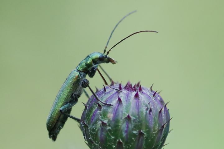 Puchýřník lékařský (Lytta vesicatoria)