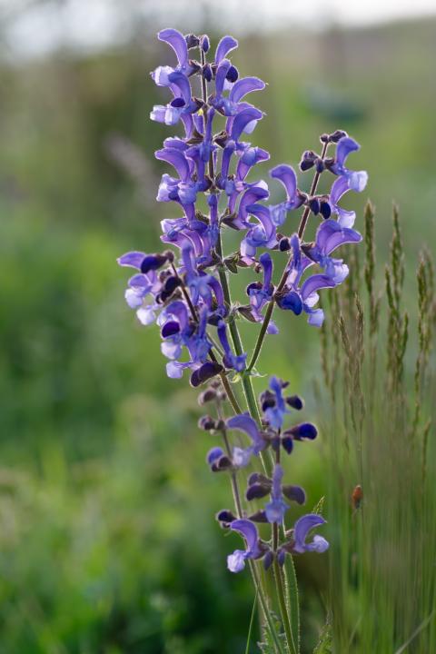 Šalvěj luční (Salvia pratensis)