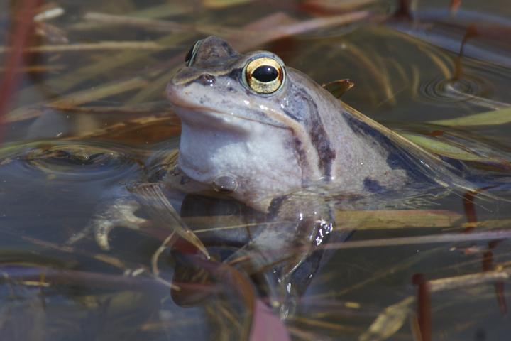 Skokan ostronosý (Rana arvalis)
