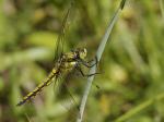 Vážka černořitní (Libellula cauda nigra)