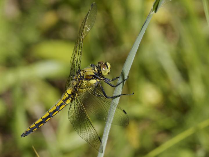 Vážka černořitní (Libellula cauda nigra)