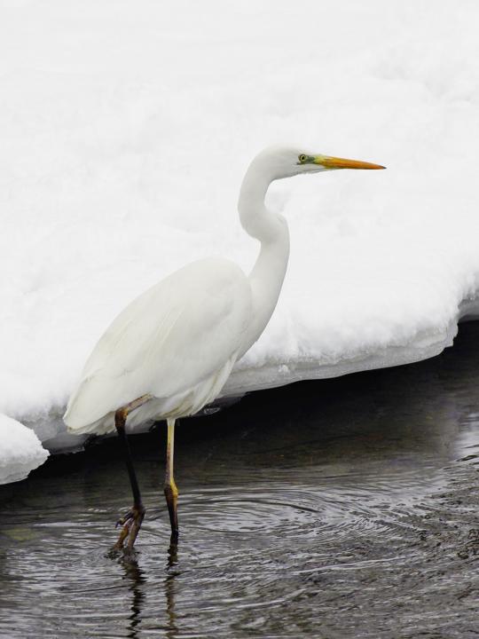 Volavka bílá (Egretta alba)