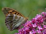 Perleťovec stříbropásek (Argynnis paphia)