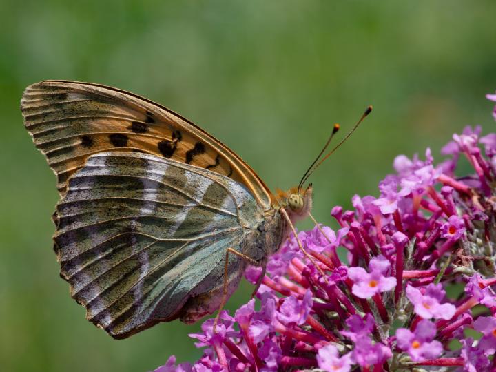 Perleťovec stříbropásek (Argynnis paphia)