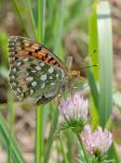 Perleťovec velký (Argynnis aglaja)