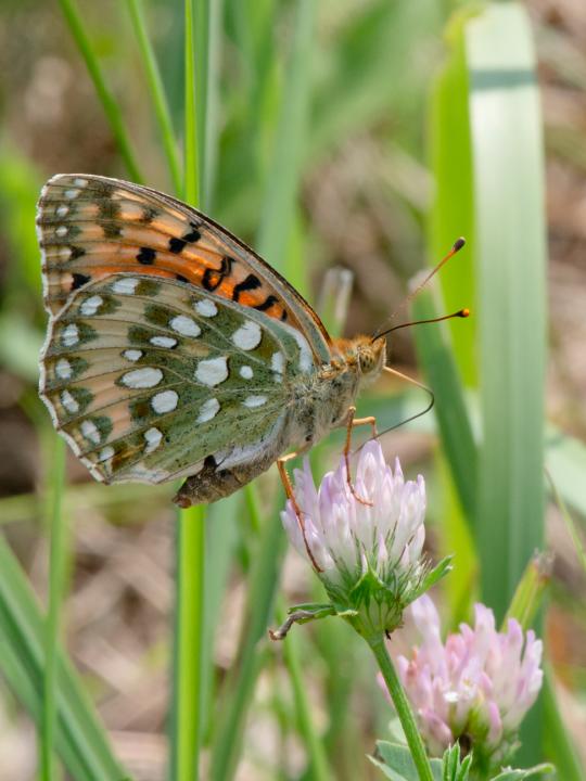 Perleťovec velký (Argynnis aglaja)
