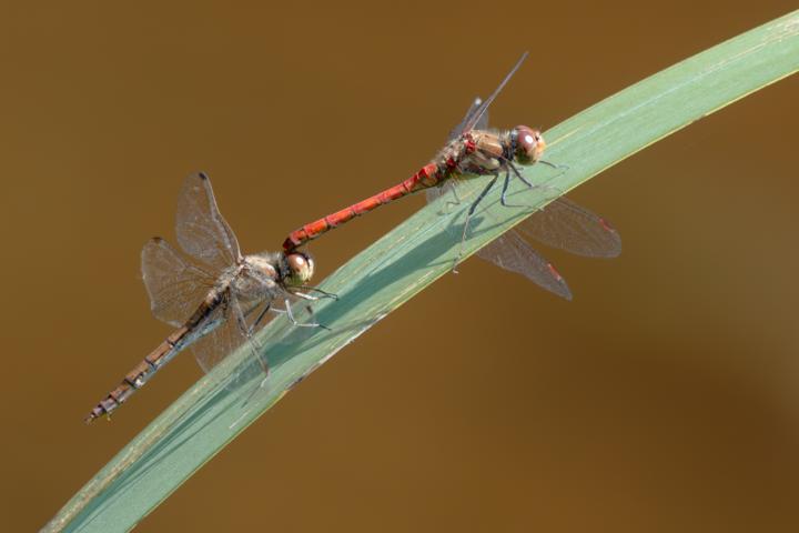 Vážka žíhaná (Sympetrum striolatum)