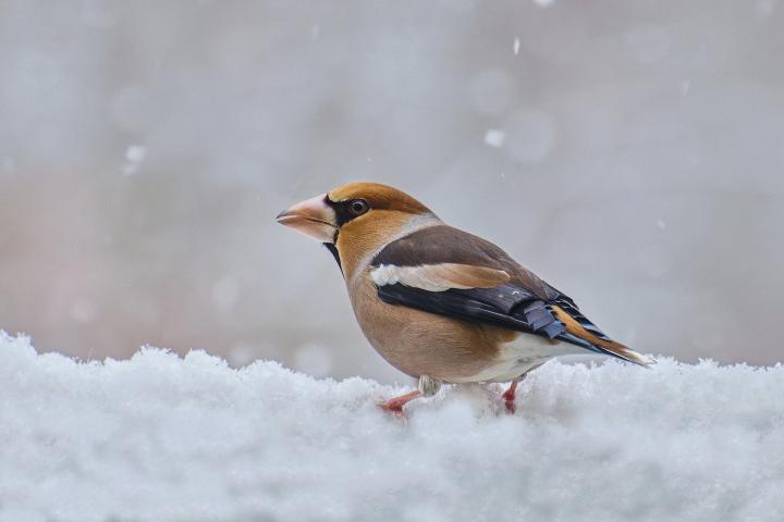 Dlask tlustozobý (Coccothraustes coccothraustes)